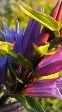 Lade kostenlos 360x640 Hintergrundbilder Pflanzen,Blumen für Handy oder Tablet herunter.