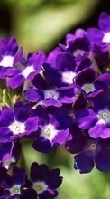Lade kostenlos 720x1280 Hintergrundbilder Pflanzen,Blumen für Handy oder Tablet herunter.