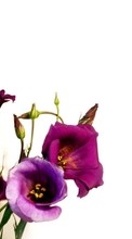 Pflanzen,Blumen für Samsung Star 3 Duos S5222