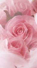 Lade kostenlos Hintergrundbilder Feiertage,Pflanzen,Blumen,Roses,Postkarten,8. März Internationaler Frauentag für Handy oder Tablet herunter.