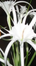 Lade kostenlos 1080x1920 Hintergrundbilder Pflanzen,Blumen für Handy oder Tablet herunter.