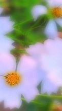 Lade kostenlos 320x480 Hintergrundbilder Pflanzen,Blumen für Handy oder Tablet herunter.