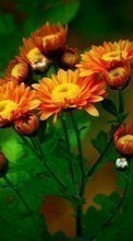 Lade kostenlos 1024x768 Hintergrundbilder Pflanzen,Blumen für Handy oder Tablet herunter.