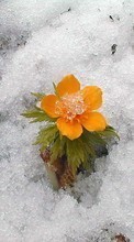 Pflanzen,Winterreifen,Blumen,Schnee