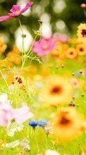 Pflanzen,Blumen für Samsung Galaxy S Duos 2