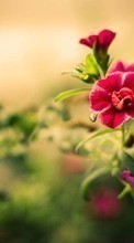 Pflanzen,Blumen für HTC Explorer