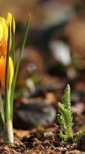 Pflanzen,Blumen für Motorola DROID RAZR