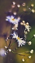 Pflanzen,Blumen für Samsung Galaxy S7 Edge