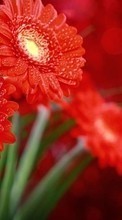 Pflanzen,Blumen für Samsung Galaxy Note 20