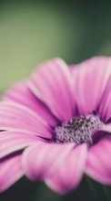 Pflanzen,Blumen für OnePlus 8 Pro