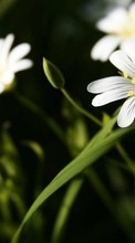 Pflanzen,Blumen für HTC Smart