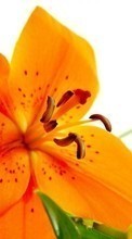 Blumen,Pflanzen für HTC Smart