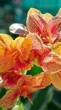 Blumen,Pflanzen für Google Pixel 5