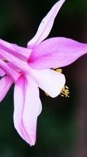 Pflanzen,Blumen für HTC Droid Incredible