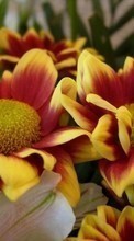 Blumen,Pflanzen für HTC Desire Z