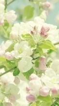 Blumen,Pflanzen für LG Prada 3.0
