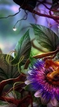 Blumen,Pflanzen für HTC Sensation