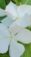 Blumen,Pflanzen für HTC Desire 626