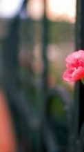 Blumen,Pflanzen für Nokia Lumia 520