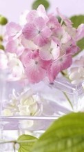 Blumen,Pflanzen für Samsung Monte S5620