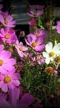 Blumen,Pflanzen für HTC Desire 816G