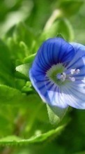 Lade kostenlos Hintergrundbilder Pflanzen,Blumen für Handy oder Tablet herunter.