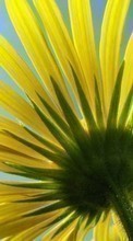 Lade kostenlos 240x400 Hintergrundbilder Pflanzen,Blumen für Handy oder Tablet herunter.