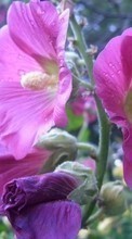 Lade kostenlos 240x400 Hintergrundbilder Pflanzen,Blumen für Handy oder Tablet herunter.