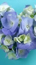 Lade kostenlos 240x400 Hintergrundbilder Pflanzen,Blumen,Herzen,Liebe,Valentinstag für Handy oder Tablet herunter.
