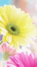 Lade kostenlos 320x240 Hintergrundbilder Pflanzen,Blumen für Handy oder Tablet herunter.