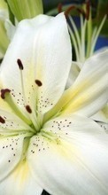 Lade kostenlos 240x320 Hintergrundbilder Pflanzen,Blumen für Handy oder Tablet herunter.