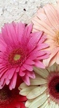 Pflanzen,Blumen für Sony Xperia Z5 Premium