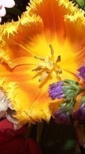 Lade kostenlos 1024x600 Hintergrundbilder Pflanzen,Blumen für Handy oder Tablet herunter.