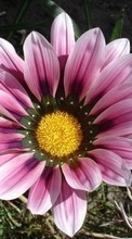 Lade kostenlos 1024x600 Hintergrundbilder Pflanzen,Blumen für Handy oder Tablet herunter.