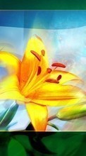 Lade kostenlos Hintergrundbilder Pflanzen,Blumen,Lilien für Handy oder Tablet herunter.