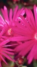 Lade kostenlos Hintergrundbilder Pflanzen,Blumen für Handy oder Tablet herunter.