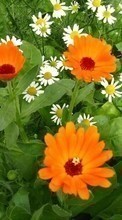 Lade kostenlos 320x480 Hintergrundbilder Pflanzen,Blumen für Handy oder Tablet herunter.