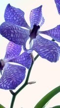 Lade kostenlos 360x640 Hintergrundbilder Pflanzen,Blumen für Handy oder Tablet herunter.