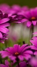 Lade kostenlos 1280x800 Hintergrundbilder Pflanzen,Blumen für Handy oder Tablet herunter.