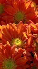 Lade kostenlos 1280x800 Hintergrundbilder Pflanzen,Blumen für Handy oder Tablet herunter.