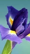 Lade kostenlos Hintergrundbilder Pflanzen,Blumen,Iris für Handy oder Tablet herunter.