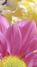 Lade kostenlos 320x480 Hintergrundbilder Pflanzen,Blumen,Chrysantheme,Bilder für Handy oder Tablet herunter.