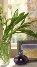Lade kostenlos 128x160 Hintergrundbilder Pflanzen,Blumen,Tulpen,Bilder für Handy oder Tablet herunter.