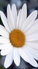 Lade kostenlos 1080x1920 Hintergrundbilder Pflanzen,Blumen,Kamille für Handy oder Tablet herunter.