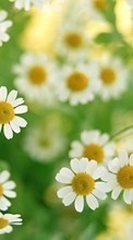Lade kostenlos Hintergrundbilder Pflanzen,Blumen,Kamille für Handy oder Tablet herunter.