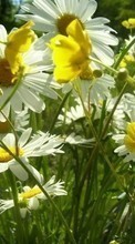 Lade kostenlos Hintergrundbilder Pflanzen,Blumen,Kamille für Handy oder Tablet herunter.