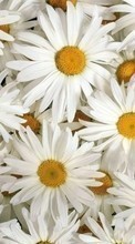 Lade kostenlos Hintergrundbilder Blumen,Pflanzen,Kamille für Handy oder Tablet herunter.