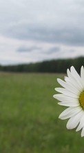 Lade kostenlos Hintergrundbilder Blumen,Pflanzen,Kamille für Handy oder Tablet herunter.