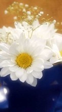 Blumen,Pflanzen,Kamille für Nokia Asha 210