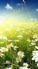Lade kostenlos Hintergrundbilder Pflanzen,Blumen,Grass,Kamille für Handy oder Tablet herunter.
